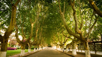 02河海大学林荫大道.jpg